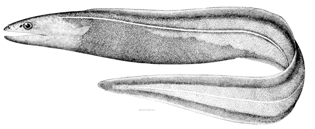 Deepwater Arrowtooth Eel