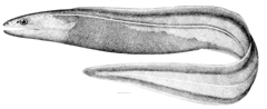 Deepwater Arrowtooth Eel photo 1
