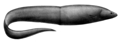 Deepwater Arrowtooth Eel photo 2