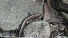 Tetradactylus seps