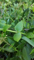 Crassula sarmentosa