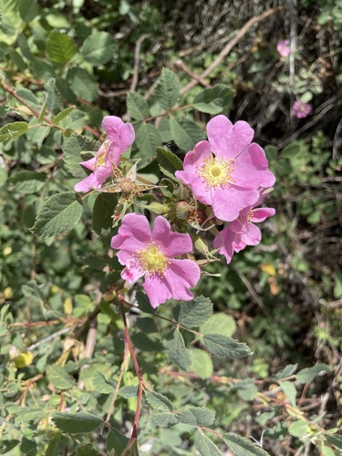 iNaturalist observation photo of California Wild Rose