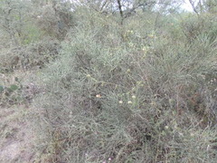 Prosopis sericantha