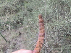 Prosopis sericantha