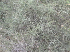 Prosopis sericantha