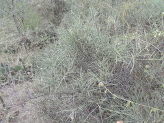 Prosopis sericantha