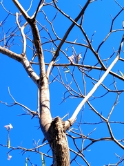 Roseodendron donnell-smithii