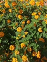 Lantana