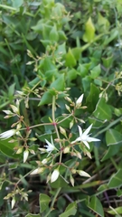 Crassula sarmentosa