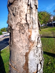 Roseodendron donnell-smithii