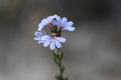 Scaevola linearis
