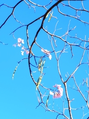 Tabebuia rosea