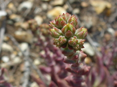 Dudleya caespitosa