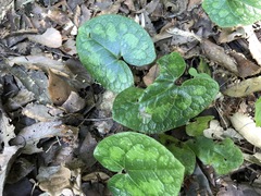 Asarum tamaense
