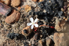 Drosera praefolia