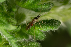 Tupiocoris californicus