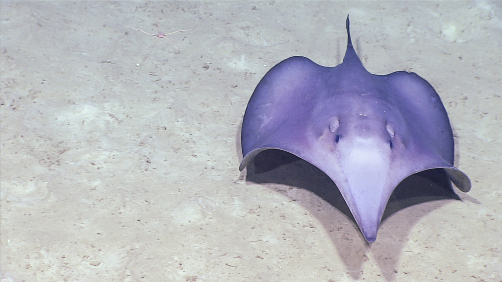 Sixgill Stingray