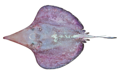 Sixgill Stingray photo 2