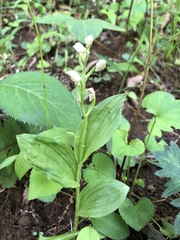 Cephalanthera erecta