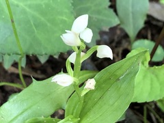 Cephalanthera erecta