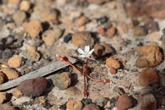 Drosera praefolia