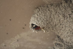 Petrochelidon pyrrhonota pyrrhonota