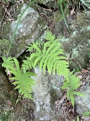 Coryphopteris castanea