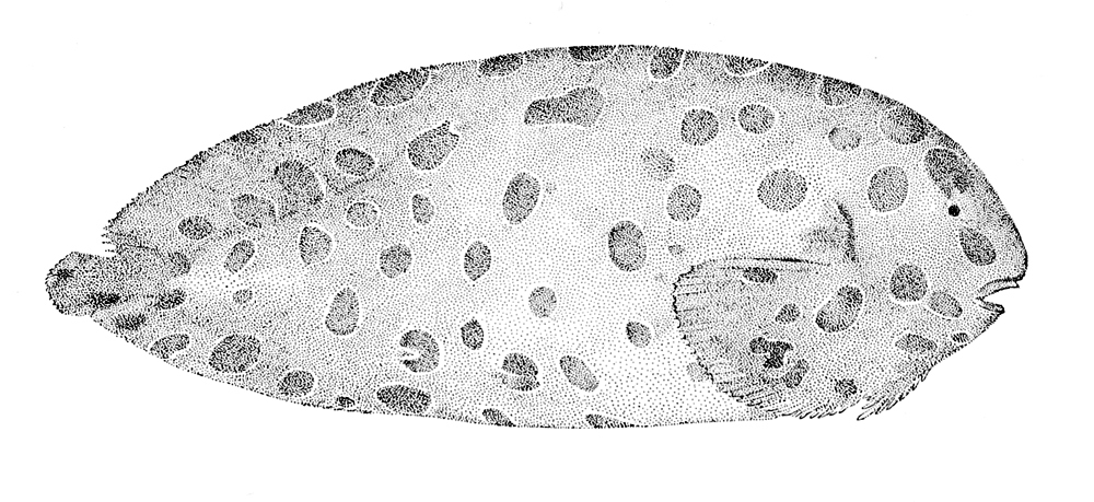 Blotched Snailfish