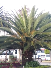 Arecaceae