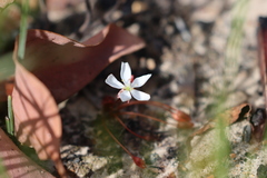Drosera praefolia