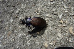 Carabus regalis