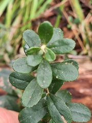 Olearia myrsinoides