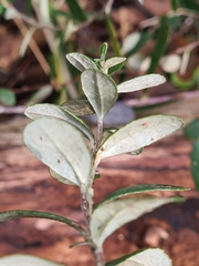 Olearia myrsinoides