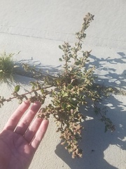 Chenopodiastrum murale