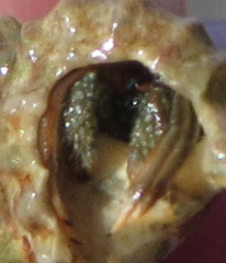 Clibanarius antillensis