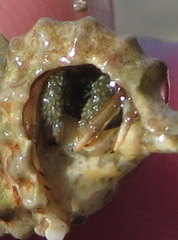 Clibanarius antillensis