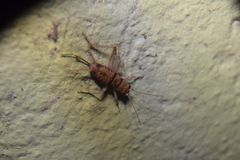Gryllodes sigillatus