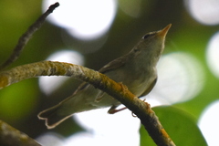 Phylloscopus borealis