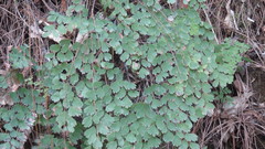 Adiantum andicola