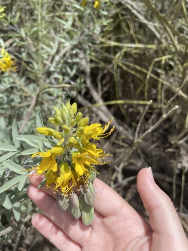 iNaturalist observation photo of Bladderpod