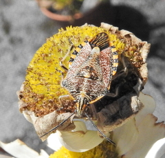 Agonoscelis versicoloratus