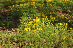 Anemonoides ranunculoides