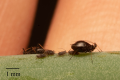 Neotoxoptera formosana