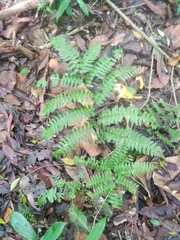 Adiantum villosum