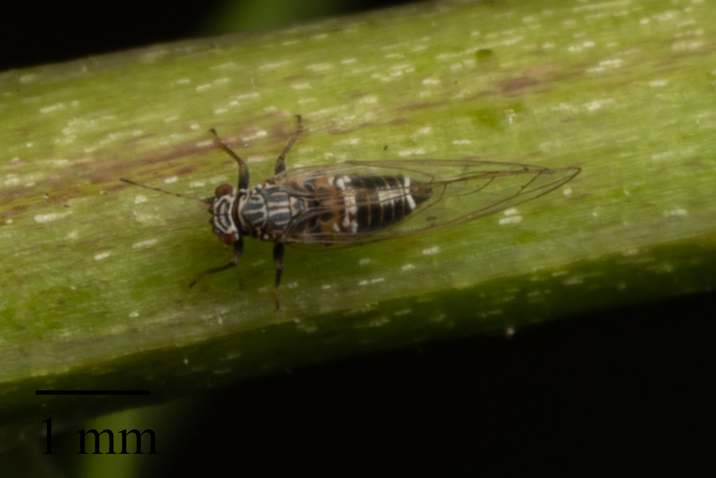 Potato Psyllid