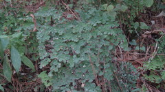 Adiantum andicola