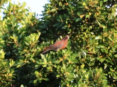 Patagioenas flavirostris