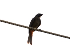 Saltator grandis