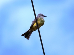 Tyrannus melancholicus