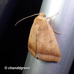 Ophiusa trapezium